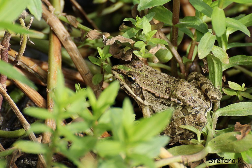 Rana Smeraldina? rana verde maggiore, P. ridibundus (TS)